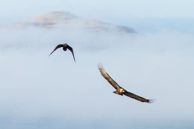 Golden eagles around north Mull