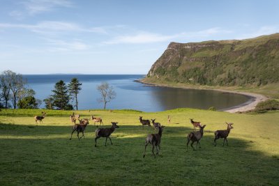 Red deer roam freely above the beach
