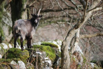 Plenty of wild goats call the cliffs and coastline home here