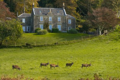 Red deer roam freely in front of Carsaig House and Aird Ghlas