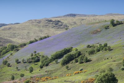 Hillside near Corry House in spring