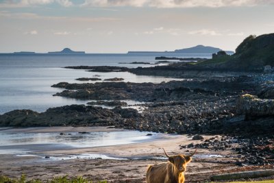 Highland cow at Traigh na Cille, only a mile from the house