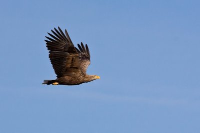 Keep an eye on the sky for passing eagles