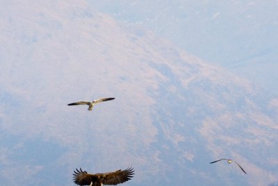 Eagle being mobbed at Grasspoint