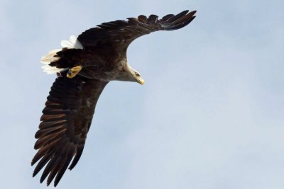 White tail eagles are a frequent sight from the Lodge