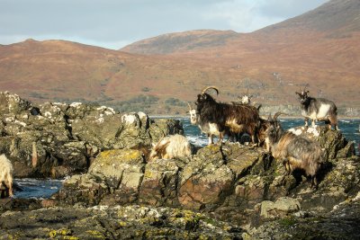 Wild goats roam the remote coastline and caves