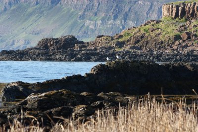 Ardtun coastline