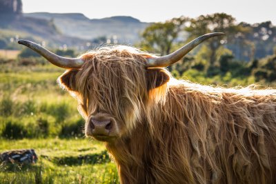 Highland coo