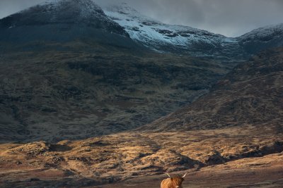 Highland cow below Ben More