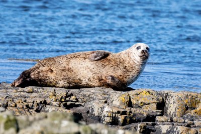 Seal at rest on the rocks