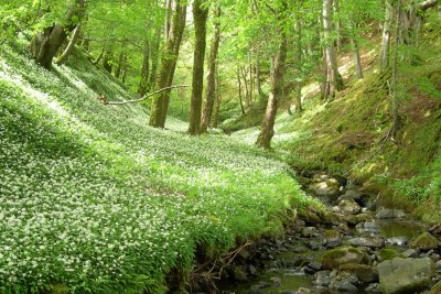 A range of habitats including ancient oak woodland to explore