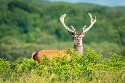 Superb area for wildlife 