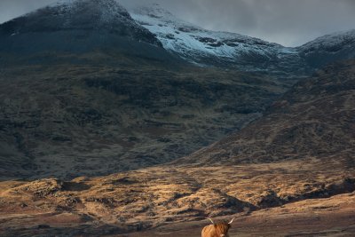 A highland cow in the grasses below Ben More