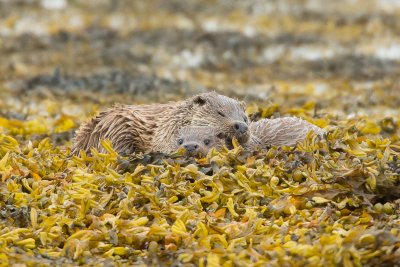 Watch otters from the cottage