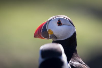 Glimpse puffins in season as they visit Staffa and the Treshnish Isles