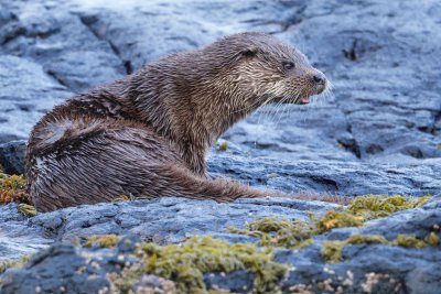 Otter spotting awaits, with otters even occasionally spotted in the bay!