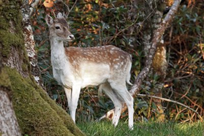 Fallow deer are often spotted in the area