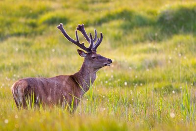 Red deer on the island