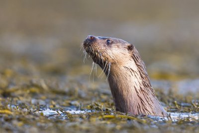 Keep your eyes peeled for wildlife visiting the loch