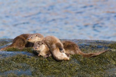 Grasspoint is a great location for otter watching