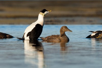 Prolific bird life, so don't forget the binoculars