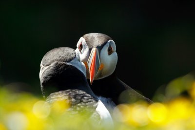 Visit Staffa and the Treshnish Isles to see puffins in season