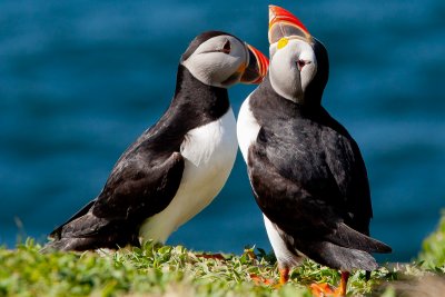 Puffins on Staffa an excellent boat trip