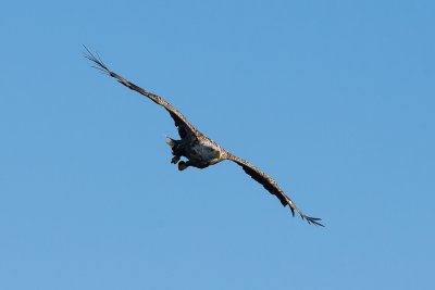 A great area for wildlife, with eagles often in the skies