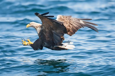 White tail sea eagles can be seen in the local area