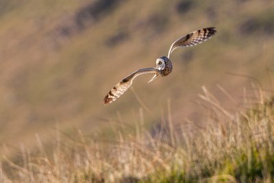 Short-eared owl in flight 