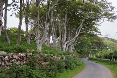 Beech trees at Torloisk