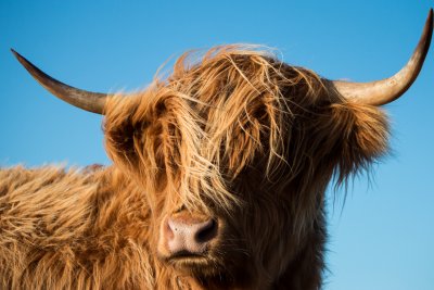 Local residents on the west coast