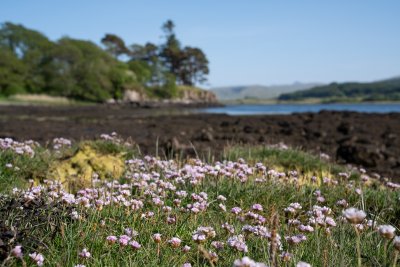 Go wildflower spotting along the coastline here and enjoy views like this sea thrift, with even orchids among those to discover