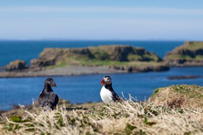 Hop aboard a boat trip to the Treshnish Isles from Ulva Ferry nearby
