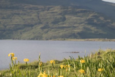 Explore the rest of Mull and enjoy views of Ben More