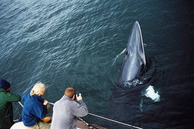 Mull is one of the best places to see whales in the UK
