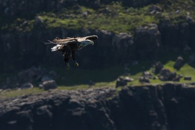 Eagles are often spotted in the area