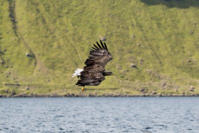 Spot sea eagles and other wildlife when you visit