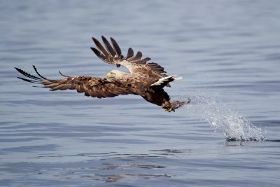 Sea eagles are seen in the area