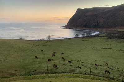 Watch red deer grazing below the house
