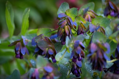 Plants and shrubs provide colour and interest in the gardens