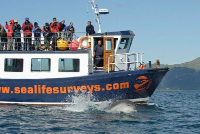 Boat Trips on the Isle of Mull