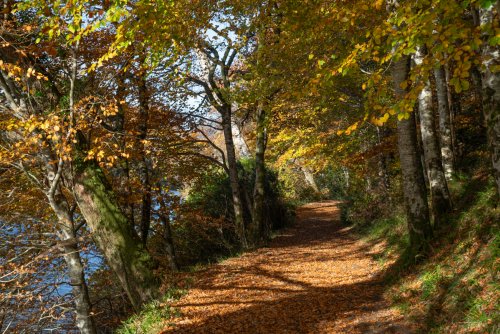 Explore the scenic network of trails through nearby Aros Park