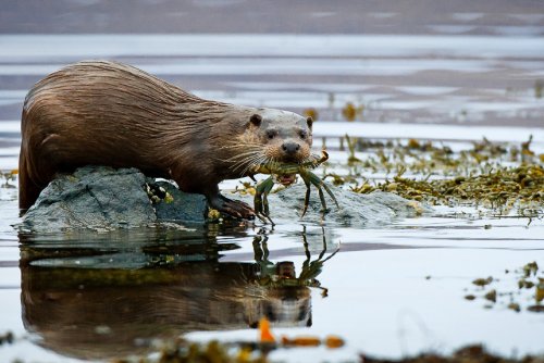 Otter territory