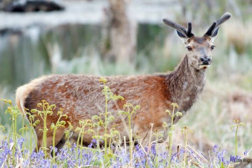 Red deer are prolific in the area around the Lodge