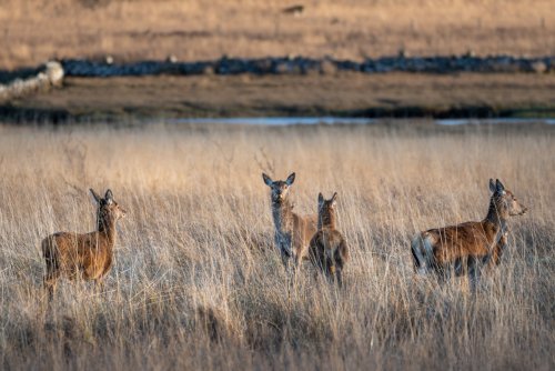 Watch the surrounding grassland for roaming herds of red deer