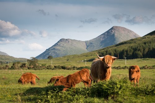 Highland cows in the glen