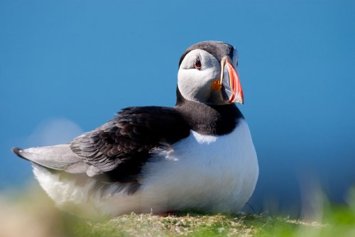 Take a seasonal boat trip to meet the puffins on Staffa