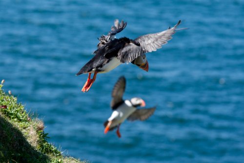 Superb wildlife to see on boat trips from the Tobermory pontoons