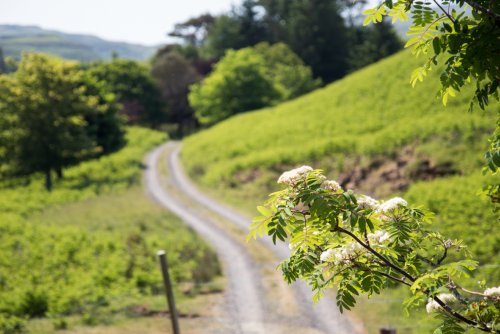 Driveway leading to the cottage